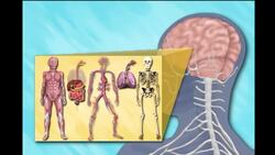 Structure And Function Of the Living Organisms: The Structure and Functions of The Human Nervous System Instructional Video