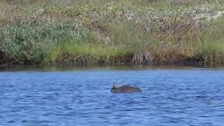 Red-Throated loon, gavia stellata, baby bathing Stock Footage