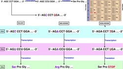 Genetics | A Comparison of Silent, Mis-sense, & Non-sense Mutations Instructional Video