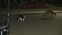 Larry the cat takes on a fox outside Downing Street News Clip