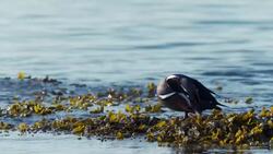 From blue beaks to intricate feather patterns and claw-like feet, meet B.C.’s fancy ducks News Clip