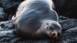 Science Kids: Sea Lions and Seals Instructional Video