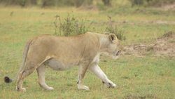 The Mystery of Sun Showers Instructional Video