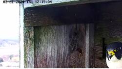 Lights, camera, falcons: New live cam will broadcast peregrine falcon family 24/7 News Clip