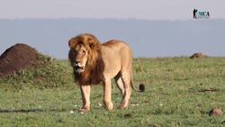 Survival Strategies: Animal Adaptations in the Safari Instructional Video