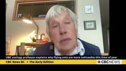 Here's why flying ants are more noticeable at this time of year News Clip