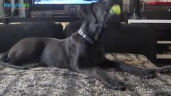 Adorable Puppies Trying To Howl Instructional Video