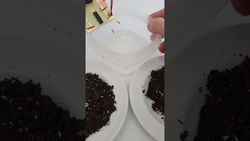Simple Soil Moisture Sensor Circuit Instructional Video