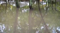 Puddle in the park after a rain. Trees in water. Stock Footage