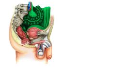 Rectouterine pouch Instructional Video