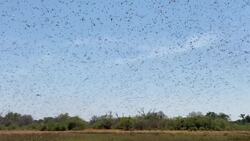 On Safari with Nala - Locusts Instructional Video