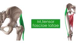 Muskeln der Hüfte und des Oberschenkels Instructional Video