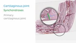 Types of joints Instructional Video