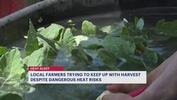 Poughkeepsie sustainable farmers race against heat to protect themselves, crops News Clip
