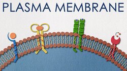 Plasma membrane: the security guard of the cell Instructional Video