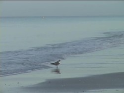 Exploring Freshwater Biomes: What Is Fresh Water? Instructional Video