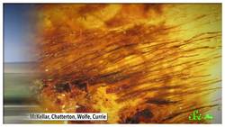 6 of the Coolest Things We've Found in Amber Instructional Video