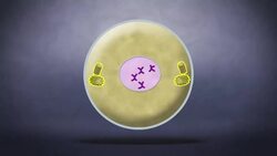 Mitosis Instructional Video