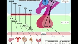 The Endocrine System | Summary of the Anterior Pituitary Instructional Video