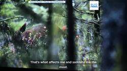 'En Forêt' wildlife photography exhibition opens its doors in Lyon News Clip