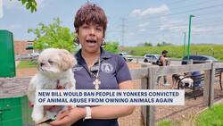 Maximus Law could go statewide to stop convicted abusers from owning pets News Clip