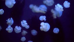 Jellyfish! Learn about Jellyfish by Kids Learning Videos Instructional Video