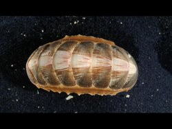 Phylum Mollusca Part 5: The Lesser Known Classes Instructional Video