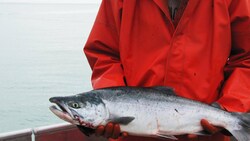 Copper River Salmon In Cordova, Alaska Instructional Video