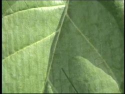 Plant Structure and Function: Plant Characteristics Instructional Video