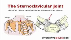073 The Bones And Joints Of The Shoulder Girdle Instructional Video