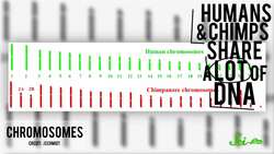 How to Make A Humanzee Instructional Video