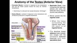 Male Reproductive Anatomy | The Testes, Seminiferous Tubules, & Epididymus Instructional Video