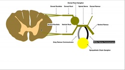 Sympathetic Structures (Gray and White Rami Communicantes) & Innervation to the Skin Instructional Video
