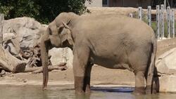 A Look Back at the Opening of San Diego Zoo's 'Elephant Odyssey' Instructional Video