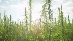 The Reality of Work Requirements for Medicaid Instructional Video