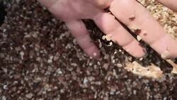 Garden Guide: Grow a tree anywhere with Bonsai News Clip