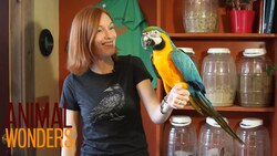 Large or Aggressive Parrots Instructional Video