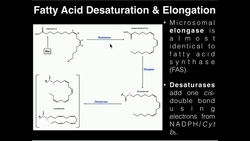 PUFAs: Fatty Acid Elongation and Desaturation Instructional Video