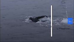 Watch: British swimmer breaks world record for longest staged sea swim News Clip