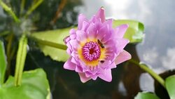 A purple lotus is one of the beautiful flower type. Stock Footage