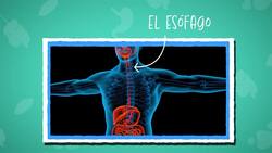 I WONDER - What Does The Stomach Do?
 Me Pregunto - Qué Hace El Estómago? Instructional Video