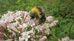 Angiosperms: Flowering Plants Instructional Video