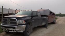 Severe drought forces Manitoba ranchers to sell cattle at emergency auction News Clip