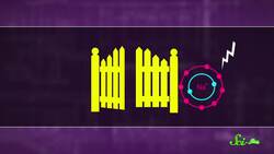 Hardcore Mice use Scorpion Venom as a Painkiller Instructional Video