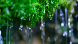 green moss with water falling Stock Footage