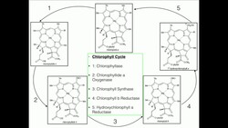 The Chlorophyll Cycle Instructional Video