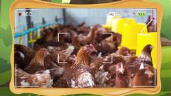 I WONDER - Have Chickens Always Lived On Farms? Instructional Video