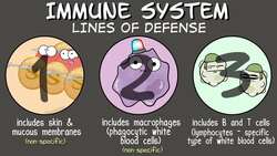Immune System Instructional Video