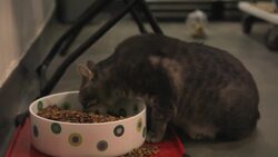 Dry Cat Food vs. Wet Cat Food Instructional Video