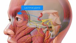Facial nerve Instructional Video